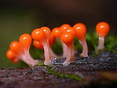 饭小否采集到菌类