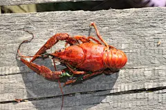 煮食,背景,特写,壁纸,巨蟹座,彩色背景,螯虾,螃蟹,食品,腿