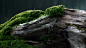 General 1920x1080 wood forests moss green trees nature