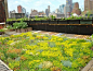 Green roofs insulate like a blanket, saving energy; they provide natural habitats for birds, butterflies, honeybees, lady bugs, and migrating birds. On this roof, soil depth ranges from four to eight inches.