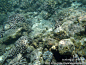 马尔代夫 水下珊瑚 浮潜  14