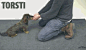 芬兰魔术师Jose Ahonen“给狗变魔术”，把吃的放在手里，然后突然没有了……超过份的啦！！ http://t.cn/8sGTm9e
