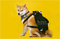 柴犬锅盔宝宝棚拍 - IPET-PHOTO宠物摄影 - 图虫网 - 优质摄影师交流社区