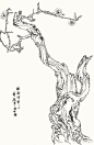 邹传安工笔-白描