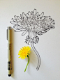 一花盛开一世界。丨来自插画艺术家Noel Badges Pugh。植物 手绘 钢笔画 铅笔画 水彩
