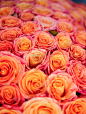 玫瑰,橙色,自然美,怀特岛,垂直画幅,郁金香,有机食品,生日,红色,礼物