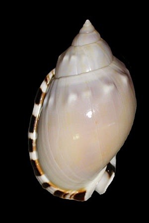 Casmaria erinacea