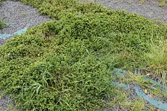 乳儿三叶草。豆科一年生杂草。