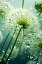 geomyidae_Floating_bubbles_light_green_dandelions_Bright_and_tr_05fb082a-a7bc-42f2-8596-cc99744894af
