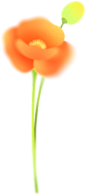 弥散风女性花朵插画-橙色花朵