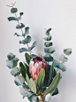 BLÜMCHEN // Wir genießen die Frühlingssonne in Berlin und gönnen uns ein paar frische Blumen. Für uns gilt das Motto: Lieber wenige Schönheiten als gleich ein ganzer Strauß! Dieses Mal ist es eine Protea mit etwas Eukalyptus geworden - geht immer!  #diybe