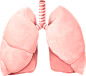 肺 医学器官 PNG免抠图