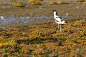 Avocet