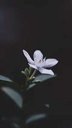小清新护眼植物花卉图片手机壁纸