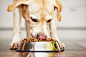 Hungry dog by Jaromír Chalabala on 500px