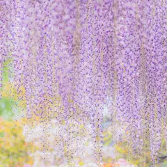 紫藤萝瀑布 ​​​​
