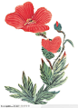 中国国画-带刺的花卉(2)下载，现在加入素材公社即可参与传素材送现金活动