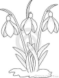 how to draw snowdrops - Google Search