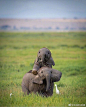 可爱的小象，你最爱哪张？ ​​​​
