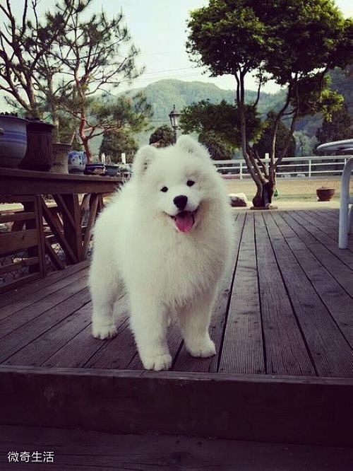 如果你也喜欢萨摩耶… - 图片