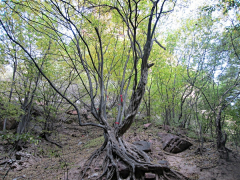 Flytorainbow采集到苍岩山之旅_放飞心灵（