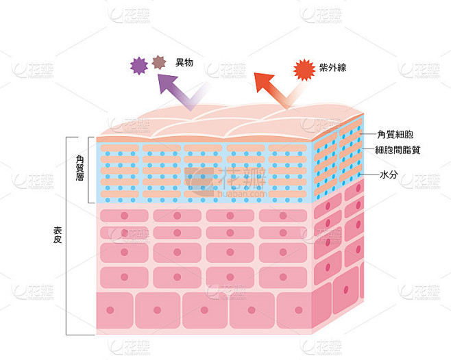 健康皮肤表皮皮肤结构皮肤图美容学