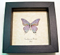Pseudolycaena Marsyas Verso | Real Butterfly Gifts Framed Butterflies and Insect Displays