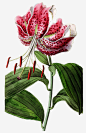 卷丹百合花高清素材 卷丹百合 叶子 植物 植物花朵 矢量花朵 绿叶 花卉 花朵 免抠png 设计图片 免费下载