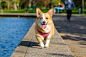 animal-corgi-dog-58997