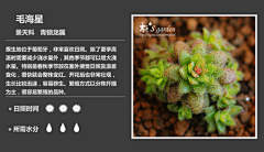 belltoy采集到常见多肉植物图鉴