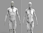 Anatomy_muscles, Salman Rahman Antar : Based on UArtys "ARTISTIC ANATOMY IN ZBRUSH" by Ryan Kingslien