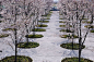 Cherry Blossom Garden - Sakura Hiroba by Tadao Ando