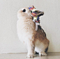最想抱抱的兔兔  ​​​​