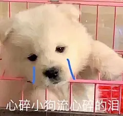 有没有可爱的萨摩耶表情包? - 知乎 : 想要一些可爱的萨摩耶表情包。