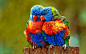 2389x1493 Rainbow Lorikeet Wallpaper 2 - 2389 X 1493