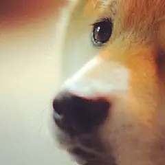 采集图片