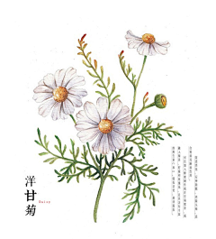 注册好几次了采集到花卉插画