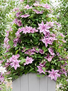 lawoniu采集到A花园/元素/植物配置