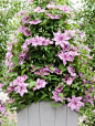 Add Columns of Color With Flowering Vines - 30 Small Space Gardening Tips for Apartment Dwellers and Urbanites on HGTV