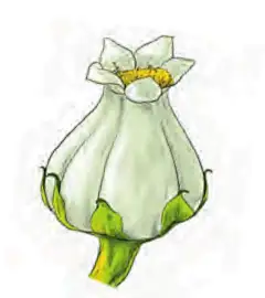 209种常见花草图鉴-陈长伟-微信读书