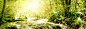 Forest-Stream-l.jpg (1500×500)