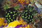 Colourful sea creatures on MSN Photos