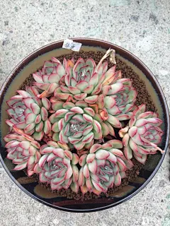 宁波花木世界大棚记 - 大棚游记 多肉大本营