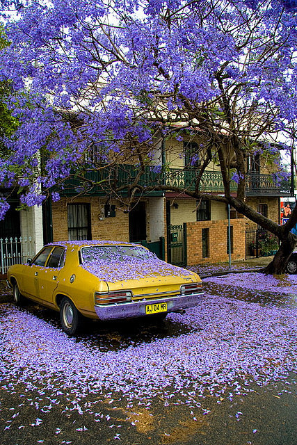 蓝花楹雨，澳大利亚悉尼。