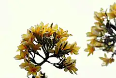 姜黄色百合花 花卉背景 自由背景 花 壁纸4K 素馨花 Mac壁纸