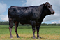 World leading Wagyu genetics - Wyndford Wagyu