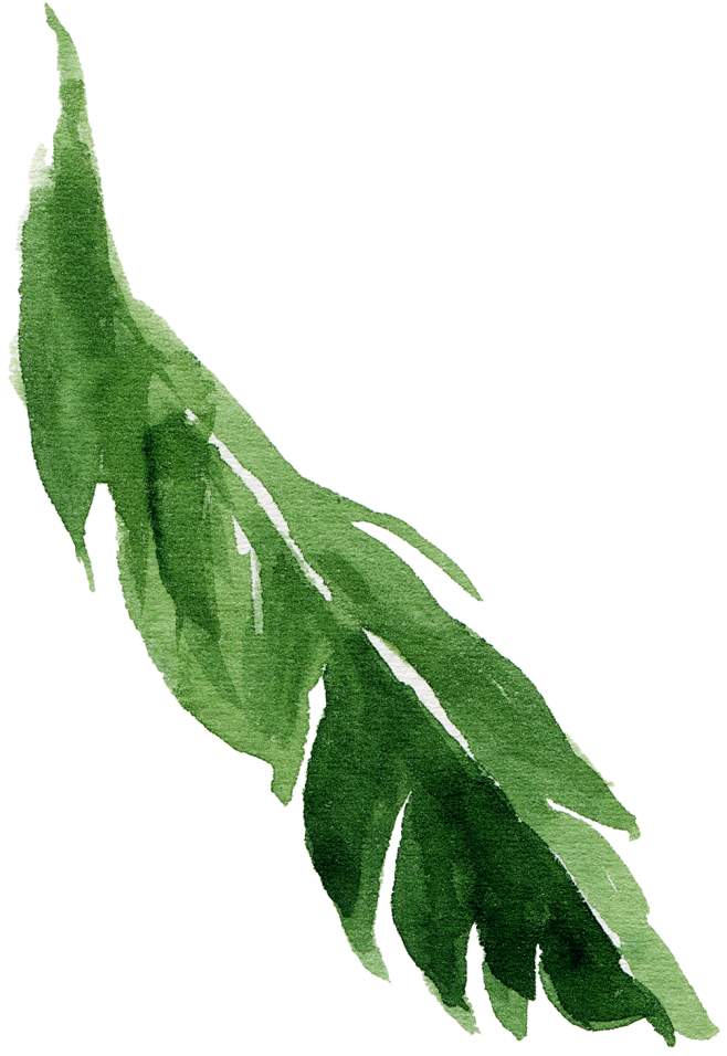树枝PNG