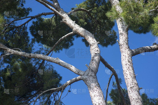 松树,自然,松木,图像,松科,植物表皮,无人,树干,植物,针叶树
