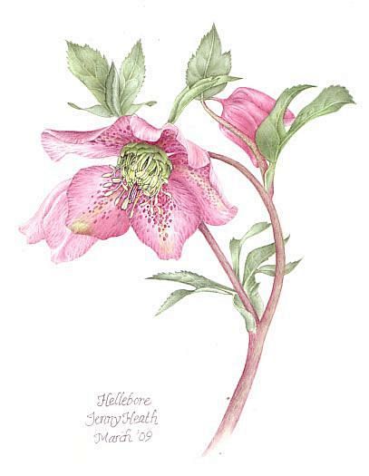 Hellebore Plant - Wa...