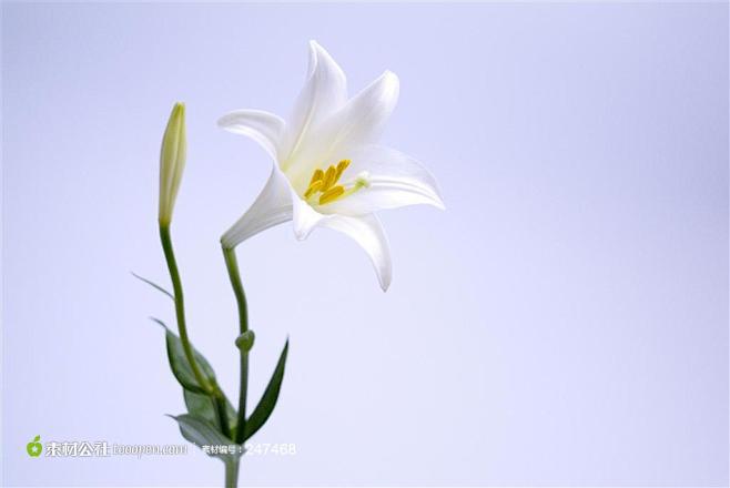 白百合花花语写真背景图片高清图片素材